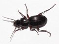 Pterostichus madidus